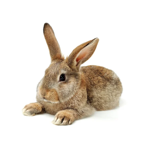 Braunes Flauschkaninchen — Stockfoto