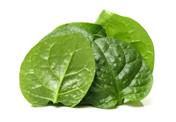 Fresh spinach leaf on a — Stock Photo, Image