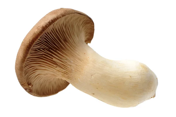 King oyster mushroom Pleurotus eryngii — Stock Photo, Image