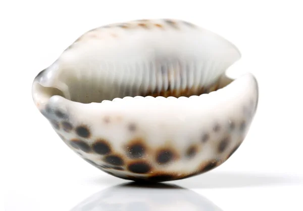 Conch shell on white — Stock Photo, Image