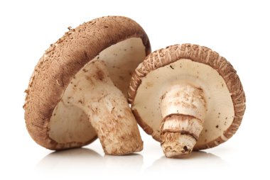 shiitake mantar beyaz