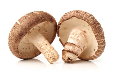 shiitake mantar beyaz
