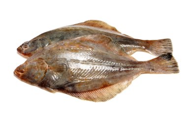 Psetta maxima balık beyaz