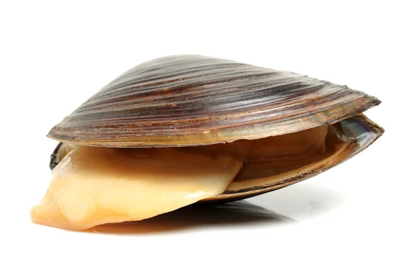 Färska musslor på vit — Stockfoto