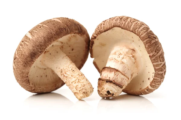 Cogumelos Shiitake em branco — Fotografia de Stock