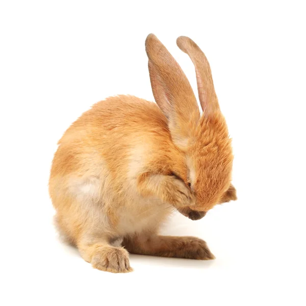 Baby orange kanin — Stockfoto