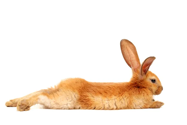 橙色兔宝宝 — 图库照片