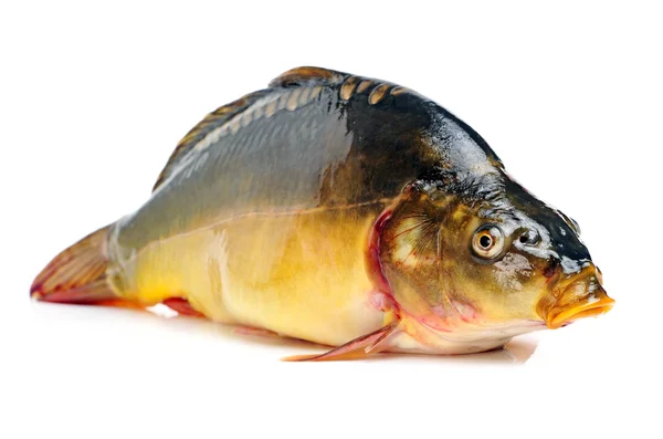 Psetta maxima Fisch auf weiß — Stockfoto