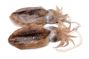 Beyaz üzerine ham cuttlefishes