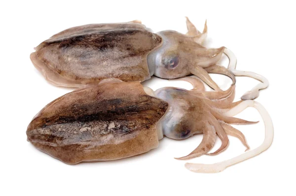 RAW SQUIDs på vit — Stockfoto