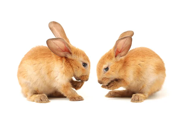 Søte kaniner på hvite – stockfoto