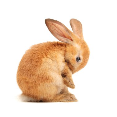 Turuncu rabbit bebek