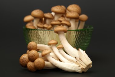 brown beech mushrooms clipart