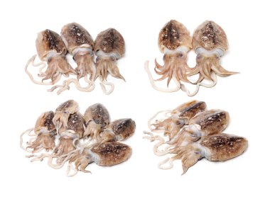Beyaz üzerine ham cuttlefishes