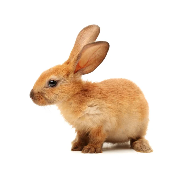 Baby of orange rabbit — Stock Photo, Image