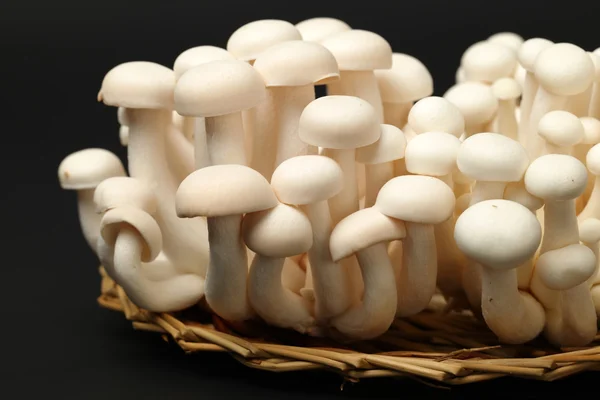 Shimeji mushrooms white varieties — Stock Photo, Image