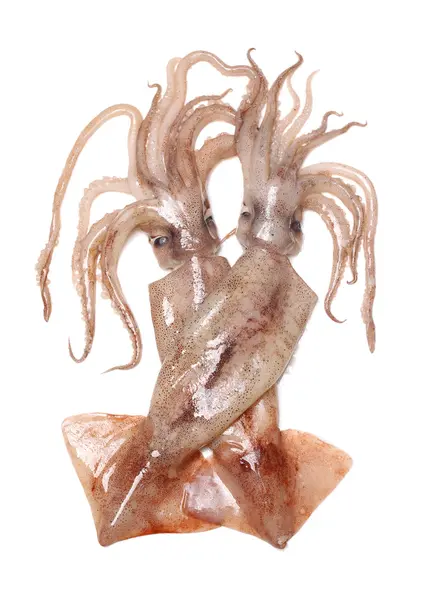 Freshly caught squids — Stock Photo, Image