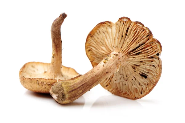 Dried oyster mushrooms — Stock Photo, Image