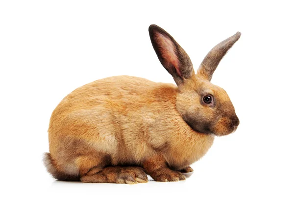 Brown rabbit on white — Stock Photo, Image