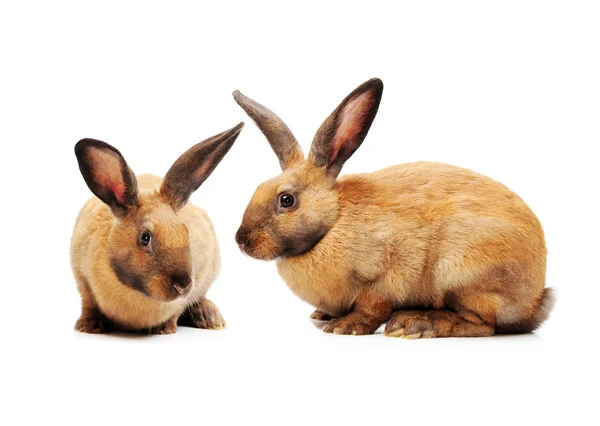 Brown bunny rabbits — Stock Photo, Image