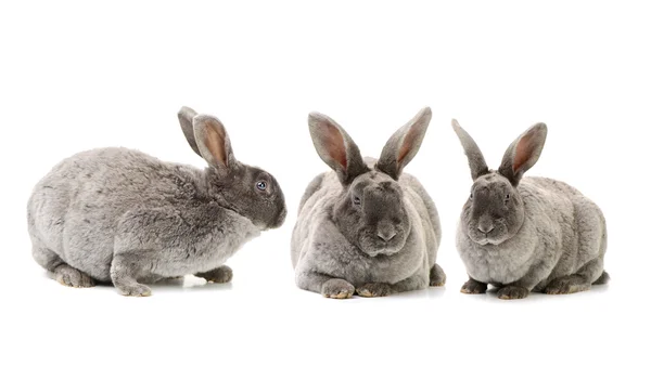 Grey bunny rabbits — Stock Photo, Image