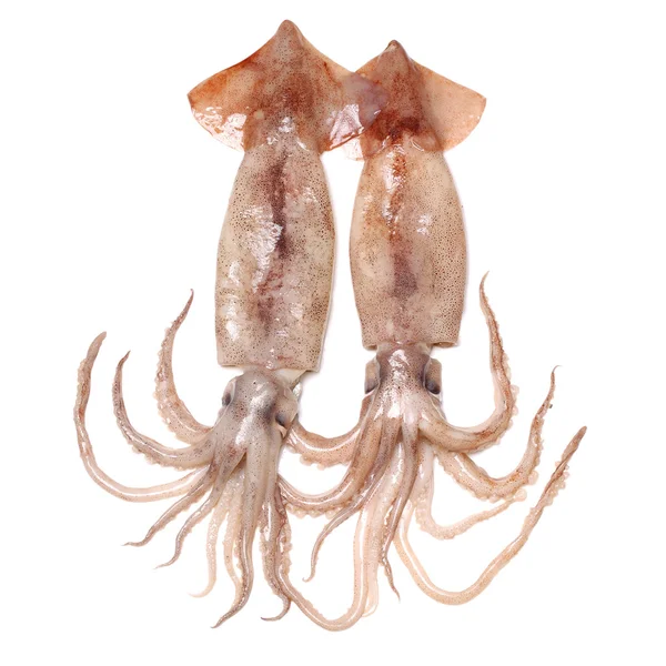 Small Freshly Steamed Squids — Stock Photo, Image
