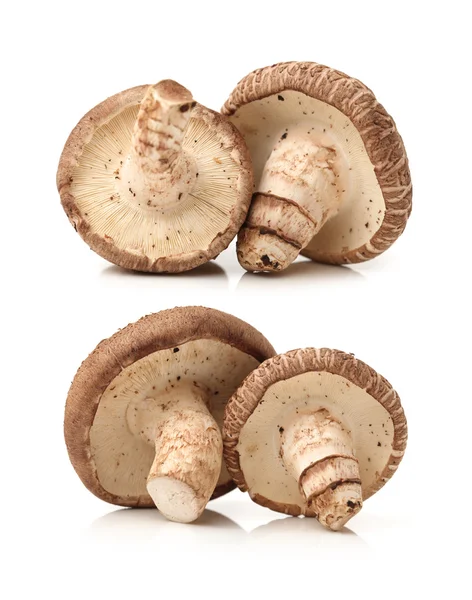 Cogumelos Shiitake em branco — Fotografia de Stock