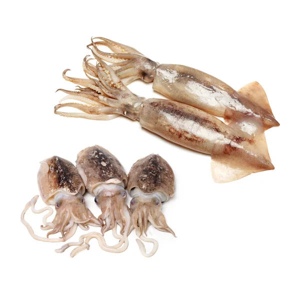 Сырые каракатицы на белом — стоковое фото