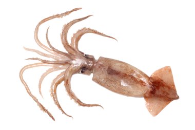 Raw cuttlefishe on white