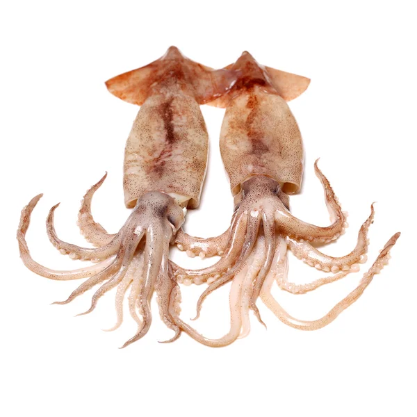 Küçük Taze Buharlı Mürekkep Balığı