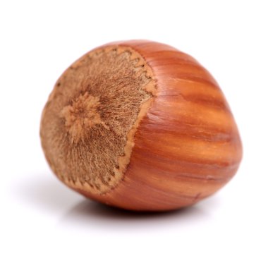 unshelled macadamia fındık