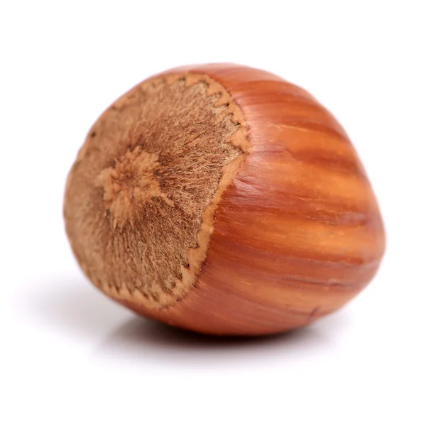 Unshelled macadamia nut — Stock Photo, Image