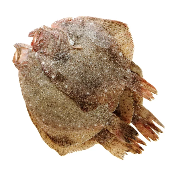 Two raw whole flounders — Stock Photo, Image