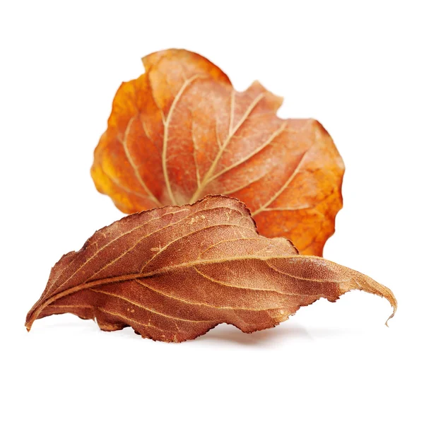 Dry brown leaves — Stock Photo, Image