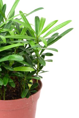 saksıyı yeşil bitki