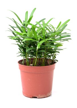 saksıyı yeşil bitki