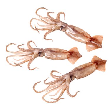 beyaz üzerine taze ahtapot