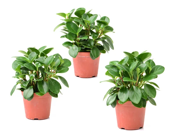 Green plants in flower pots — Stock Photo, Image