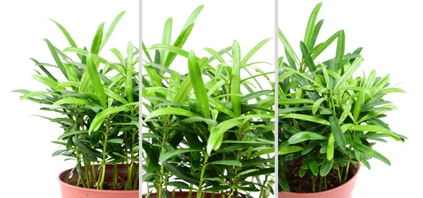 Groene planten in bloempotten — Stockfoto
