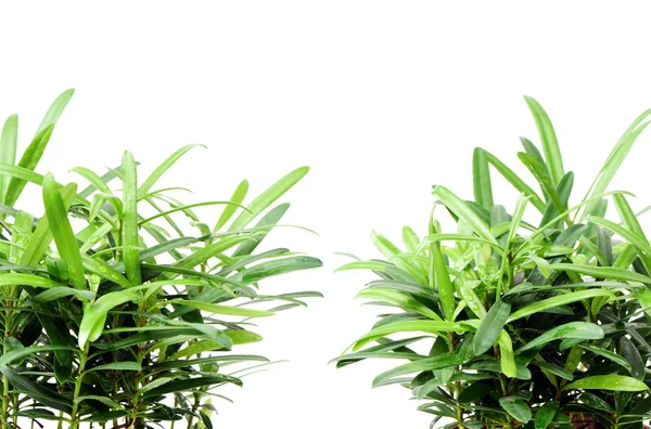 Green plants on white — Stock Photo, Image