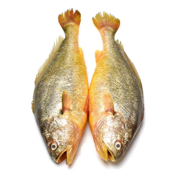 Zwei ganze geräucherte Fische — Stockfoto