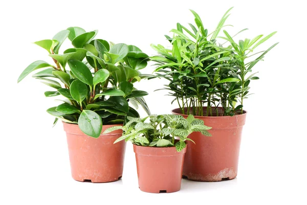 Green plants in flower pots — Stock Photo, Image