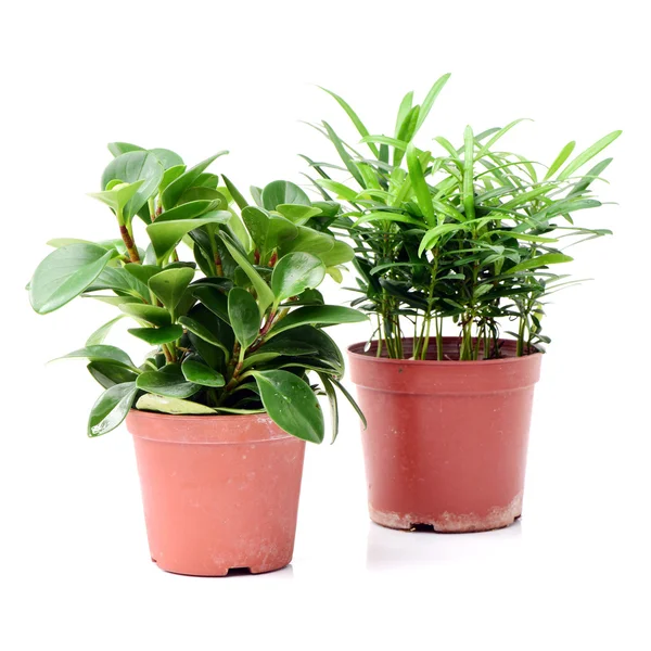 Green plants in flower pots — Stock Photo, Image