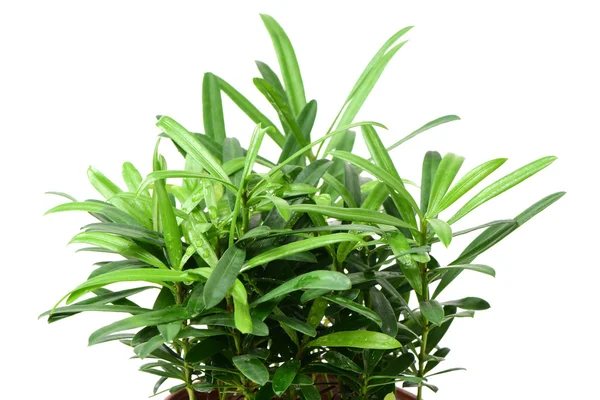 22groene plant in bloempot — Stockfoto