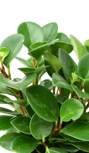 Green plant in flower pot — Stock Photo, Image