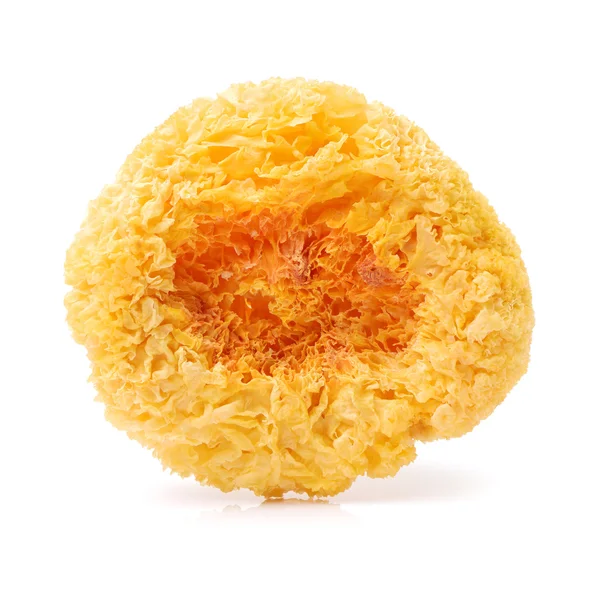 Tremella fuciformis på hvit – stockfoto