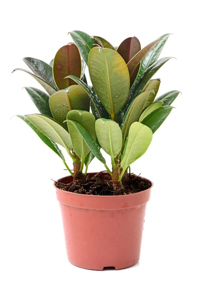 Green plant in flower pot — Stock Photo, Image