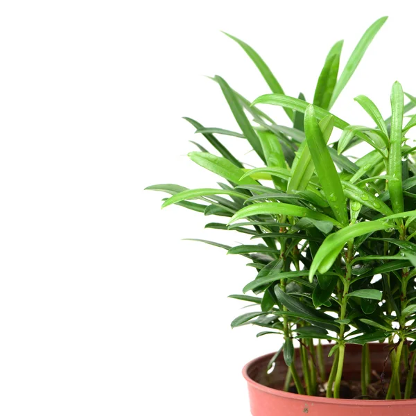 22groene plant in bloempot — Stockfoto