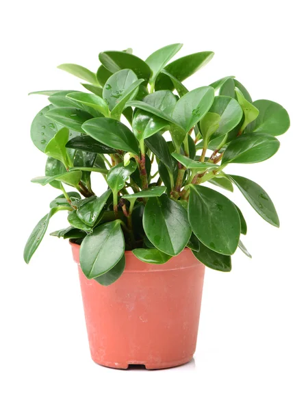 Green plant in flower pot — Stock Photo, Image