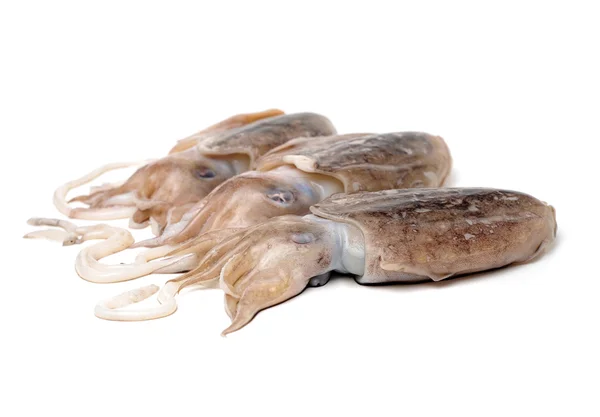 Tre hela råa bläckfisk — Stockfoto